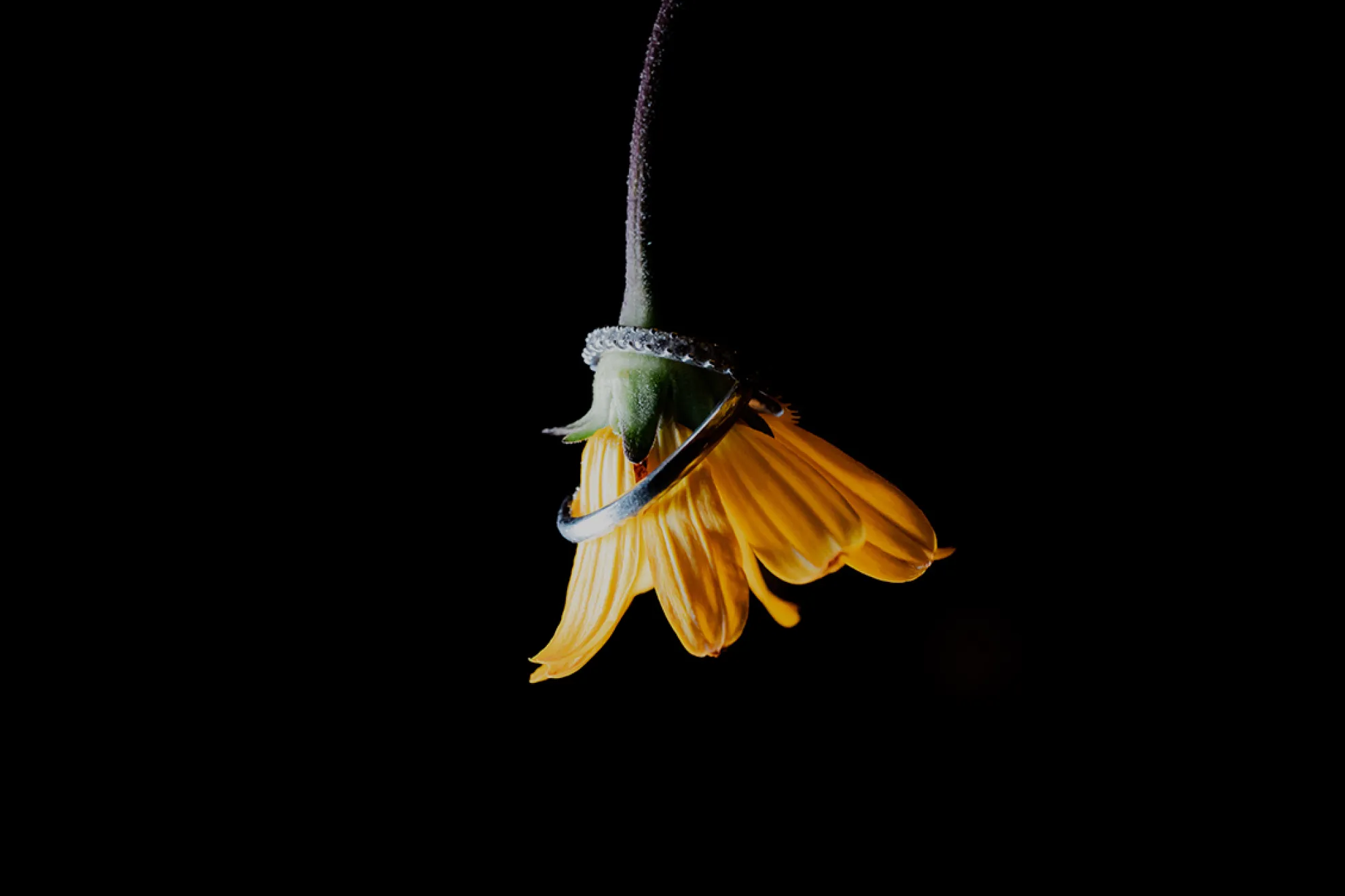 ウェディング事業イメージ画像